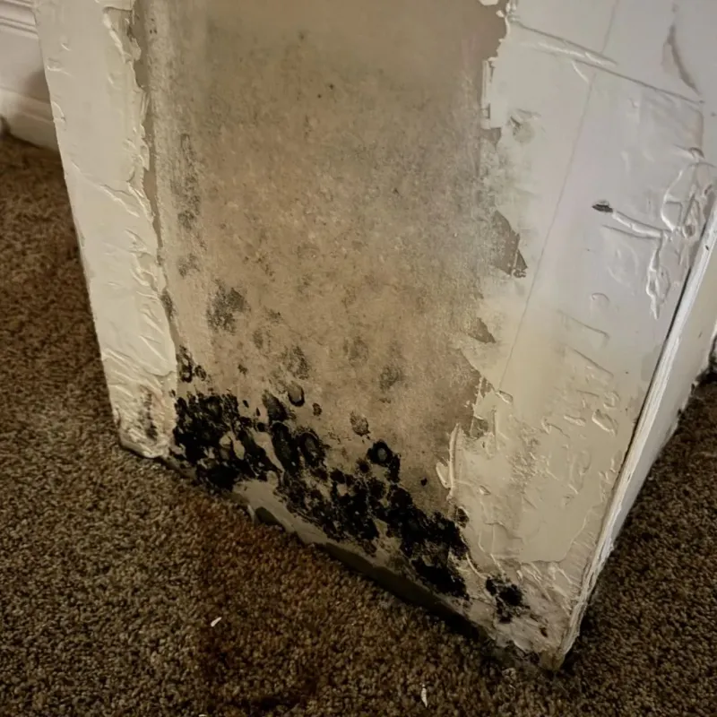 Professional Mold Removal in Dublin, VA